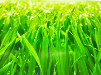 Кухонный фартук Трава 3000x600x1.5 мм глянец